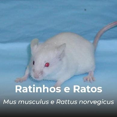 Ratinhos